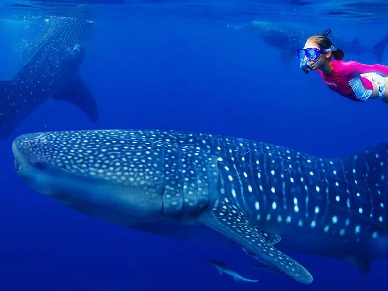 sailing with whale watching